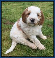 Dawn Rugby pups 7 wks old 9100