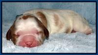 Dawn Rugby pups newborn 51
