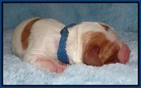 Dawn Rugby pups newborn 61