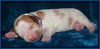 Dawn Rugby pups one week old 51