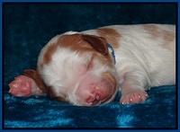 Dawn Rugby pups one week old 61