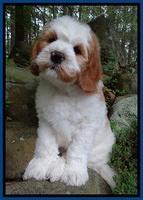 Dawn rugby pups 8 wks old2 1100