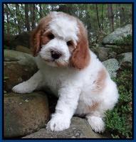 Dawn rugby pups 8 wks old4 1100