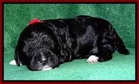 Dawn Rugby pups 2 wks old 81