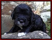 Dawn Rugby pups 3 wks old 111
