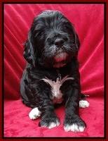 Dawn Rugby pups 4 wks old 101