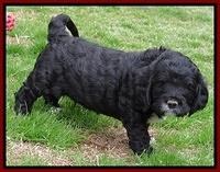 Dawn Rugby pups 5 wks old 221