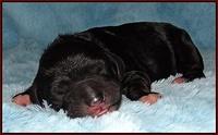 Dawn Rugby pups newborn 71