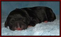 Dawn Rugby pups newborn 81