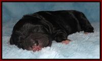 Dawn Rugby pups newborn 91