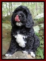 Dawn rugby pups 8 wks old8 200