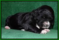 Dawn Rugby pups 2 wks old 101