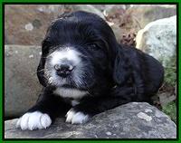 Dawn Rugby pups 3 wks old 131