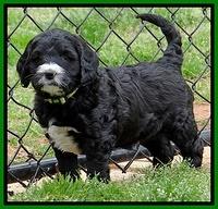 Dawn Rugby pups 6 wks old 231