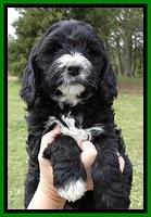Dawn Rugby pups 7 wks old 101
