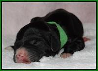 Dawn Rugby pups newborn 111