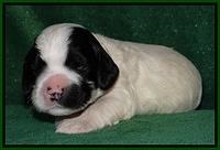 Dawn Rugby pups 2 wks old 121