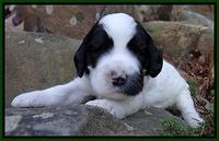 Dawn Rugby pups 3 wks old 161