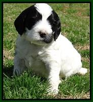 Dawn Rugby pups 5 wks old 301