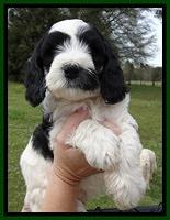 Dawn Rugby pups 7 wks old 131