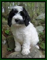 Dawn Rugby pups 8 wks old 111