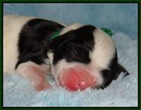 Dawn Rugby pups newborn 131