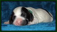 Dawn Rugby pups one week old 111