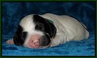 Dawn Rugby pups one week old 121