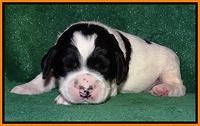 Dawn Rugby pups 2 wks old 241