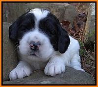 Dawn Rugby pups 3 wks old 191