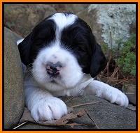 Dawn Rugby pups 3 wks old 201