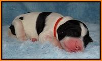 Dawn Rugby pups newborn 151