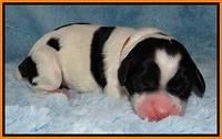 Dawn Rugby pups newborn 161