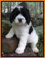 Dawn rugby pups 8 wks old2 10000