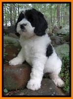 Dawn rugby pups 8 wks old3 10000
