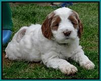 Dawn Rugby pups 6 wks old 341
