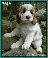 Dawn Rugby pups 8 wks old 151