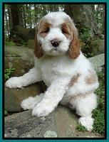 Dawn Rugby pups 8 wks old 161