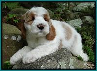 Dawn Rugby pups 8 wks old 241