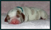 Dawn Rugby pups newborn 171