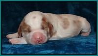 Dawn Rugby pups one week old 151