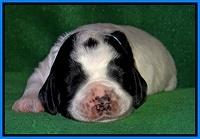 Dawn Rugby pups 2 wks old 221