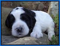 Dawn Rugby pups 3 wks old 251