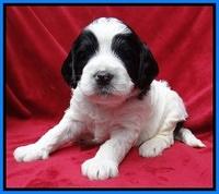 Dawn Rugby pups 4 wks old 241