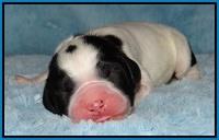 Dawn Rugby pups newborn 191