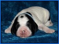 Dawn Rugby pups one week old 181