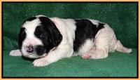 Dawn Rugby pups 2 wks old 191