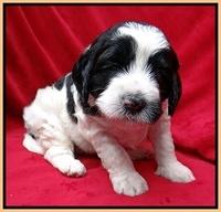 Dawn Rugby pups 4 wks old 271