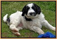 Dawn Rugby pups 6 wks old 321