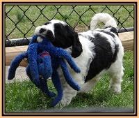 Dawn Rugby pups 6 wks old 411